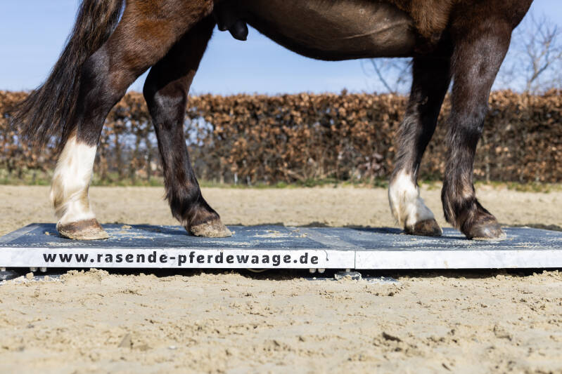 Preise und Leistungen der mobilen Pferdewaage
